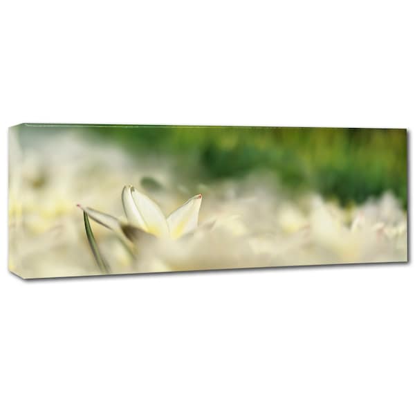 Cora Niele 'White Tulip Scape' Canvas Art,16x47